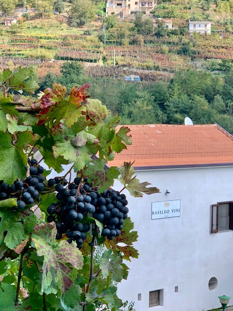 Collation de vins Costa d'Amalfi.