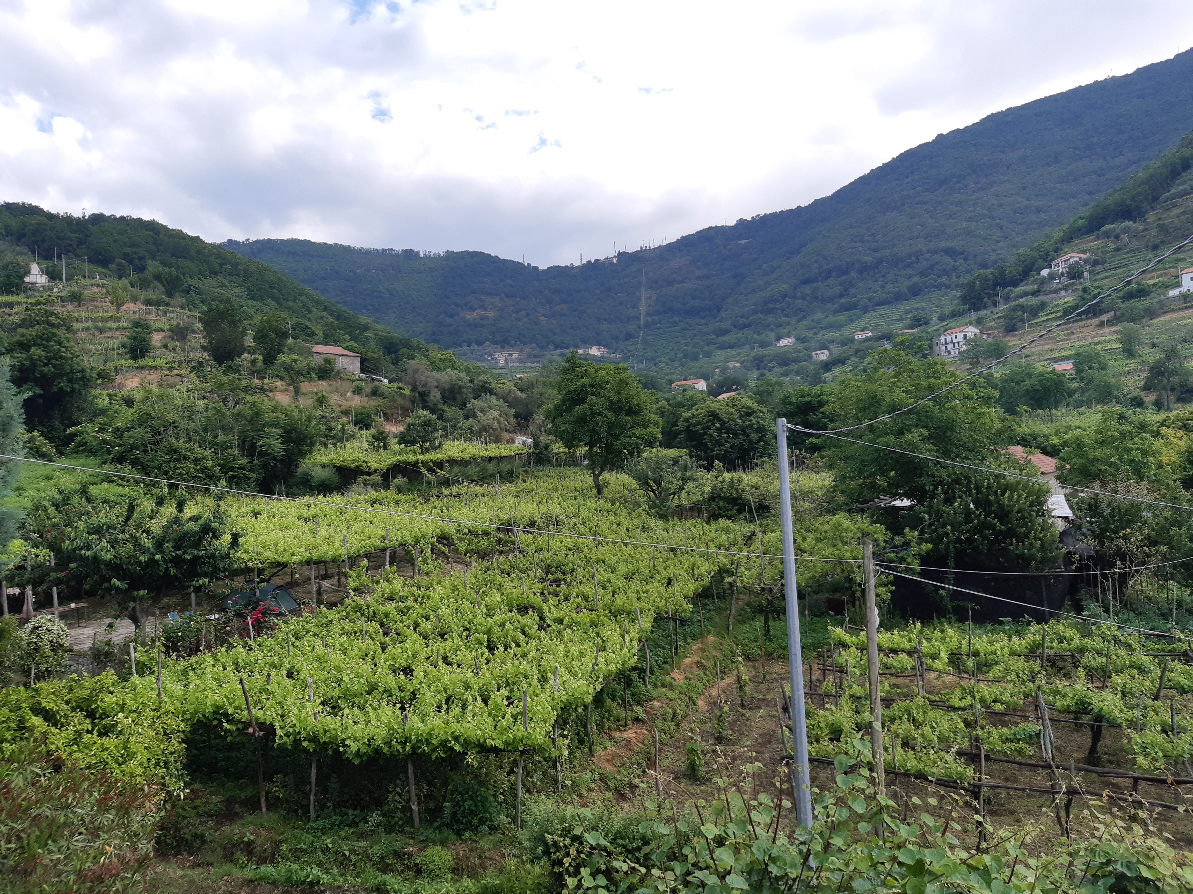 Collation de vins Costa d'Amalfi.