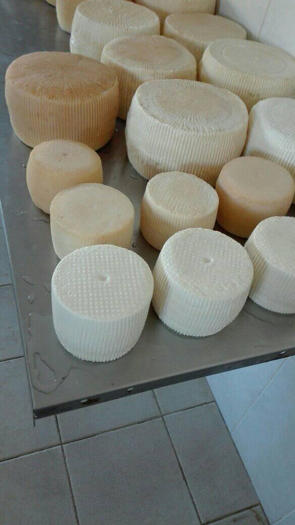 Créez votre propre fromage biologique