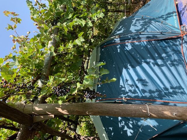 In Tenda tra le vigne della Costiera Amalfitana