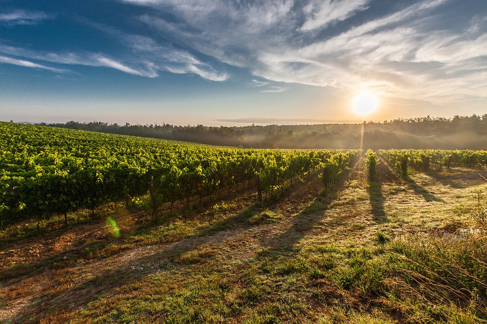 Agricampeggio a Empoli