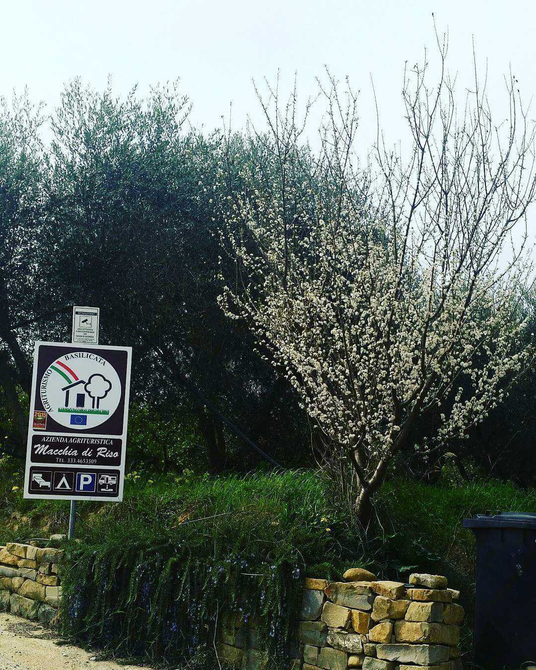 macchia di riso