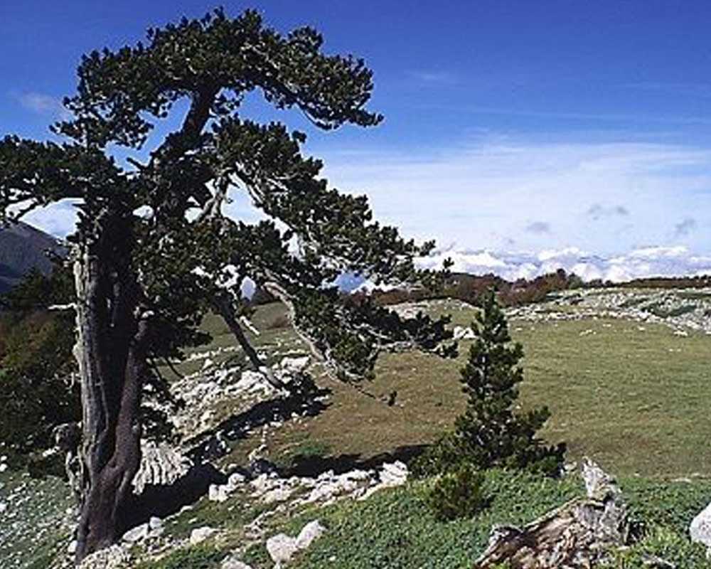 dallo scoiattolo