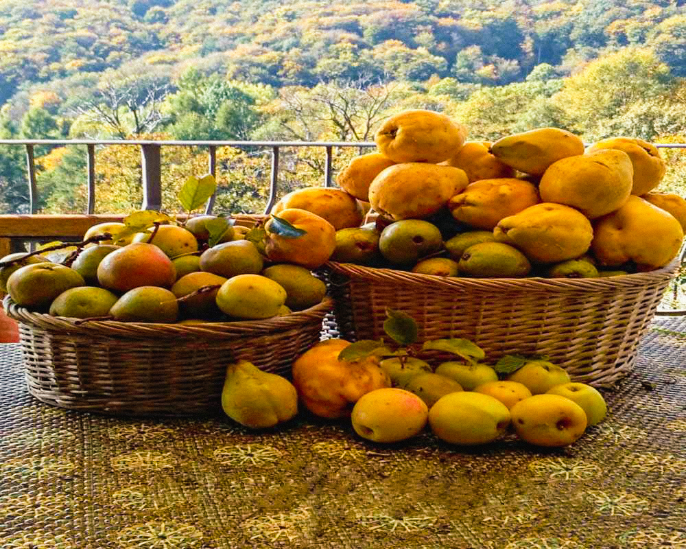 Podere vecchi meli a Vercelli