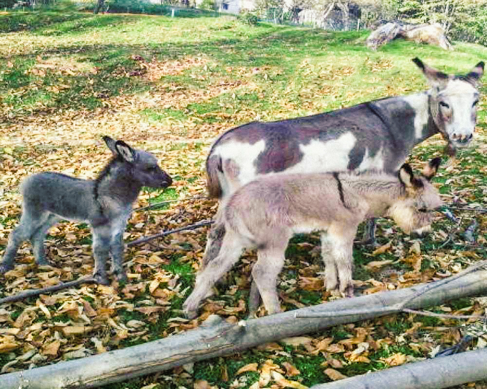Podere vecchi meli a Vercelli