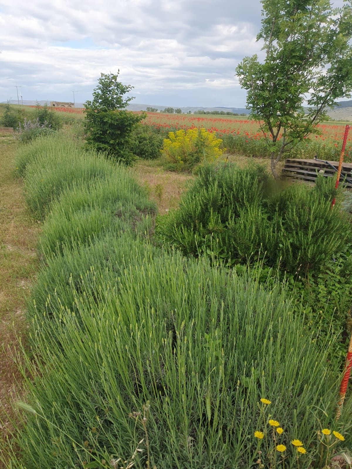 Sosta nella campagna pugliese di Gravina