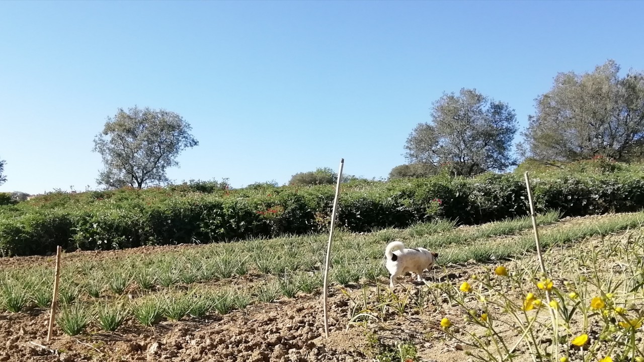 Giardino del Conero