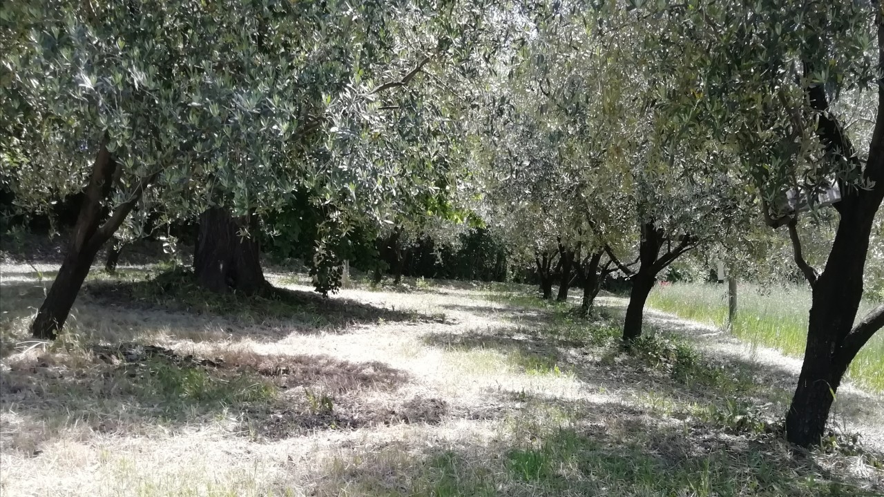 Giardino del Conero