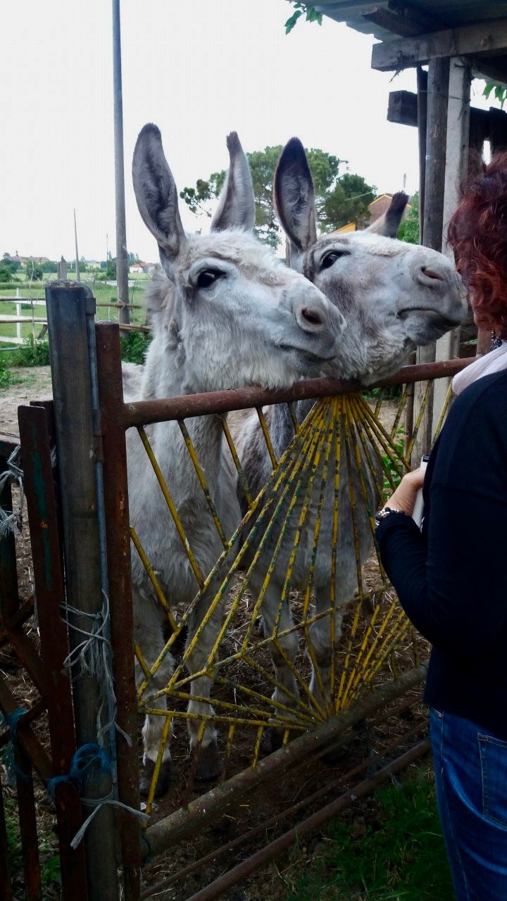 Il Giardino del Delta del Po - Natura, Animali e Relax in Tenda