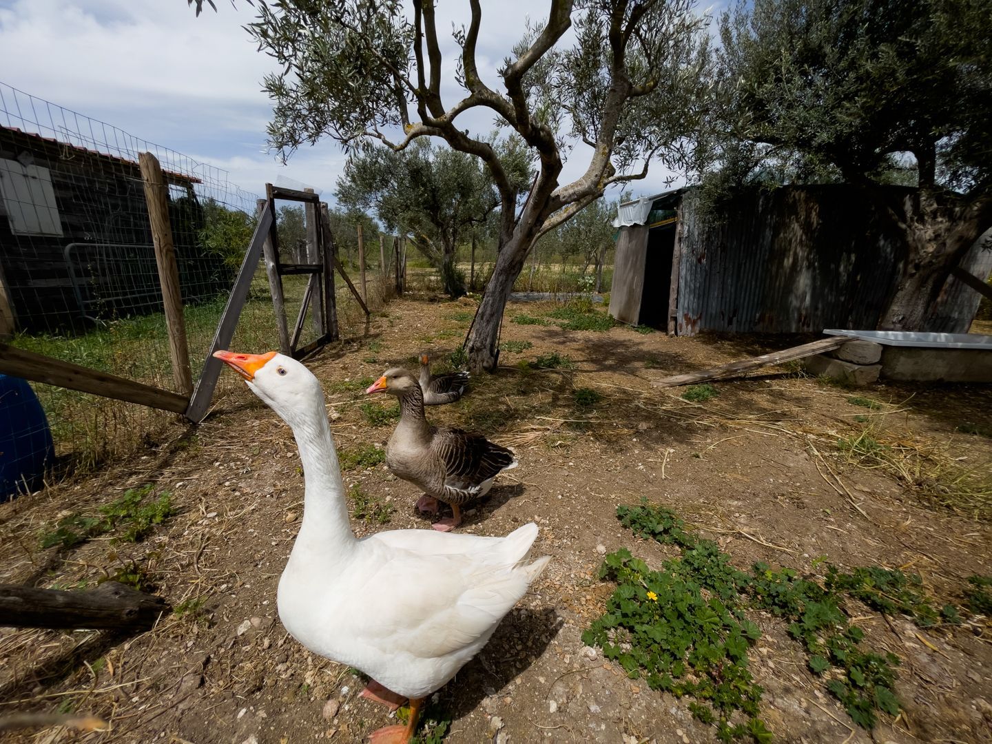 Oasis of Relaxation and Sea at Noto - Vicky, Agrimaccari's Caravan