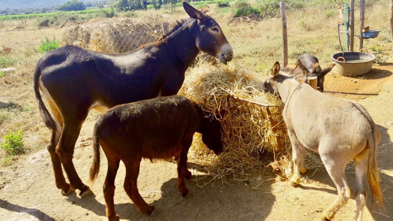 La Brada Toscana: Un'oasi di Relax e Natura a Batignano, Grosseto