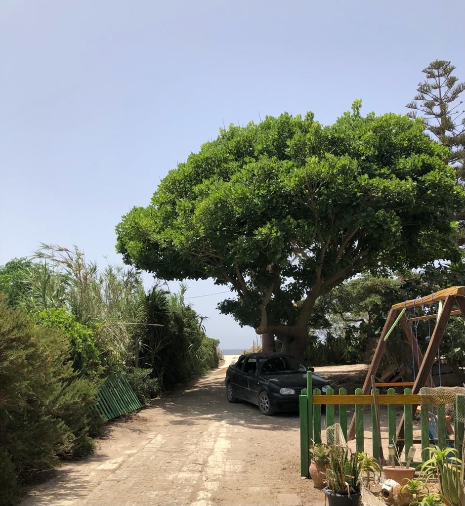 The Aloe's BeachGarden