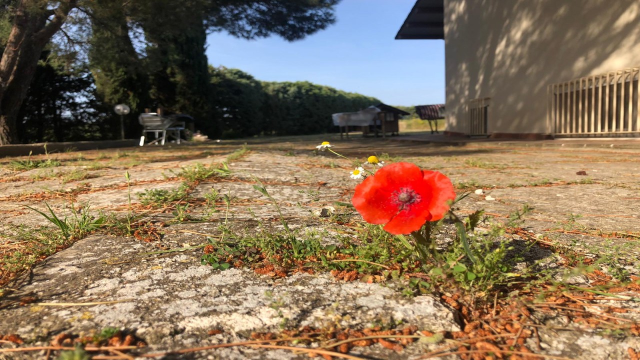 welcome garden