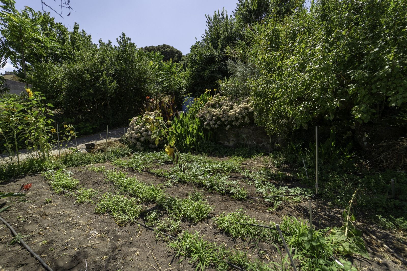 Il Giardino delle Ortensie