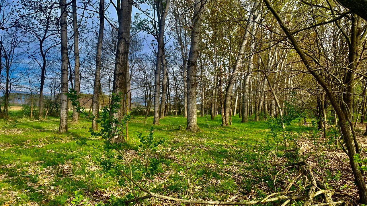 Area boschiva in provincia di Torino