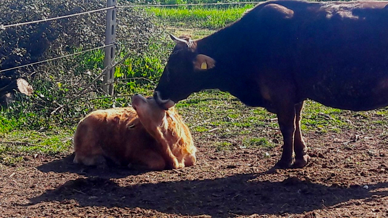 Ferme de vaches Morena