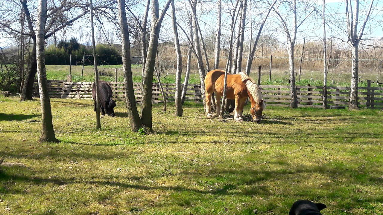 Ferme de vaches Morena