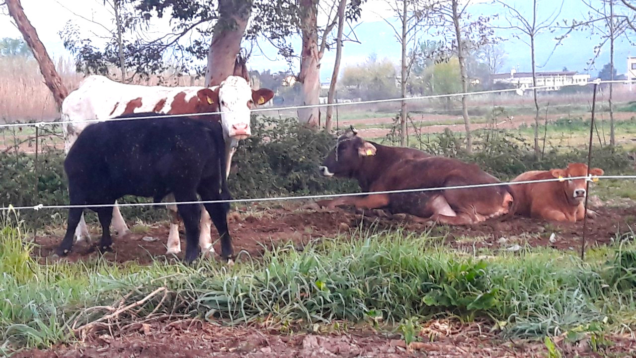 Ferme de vaches Morena