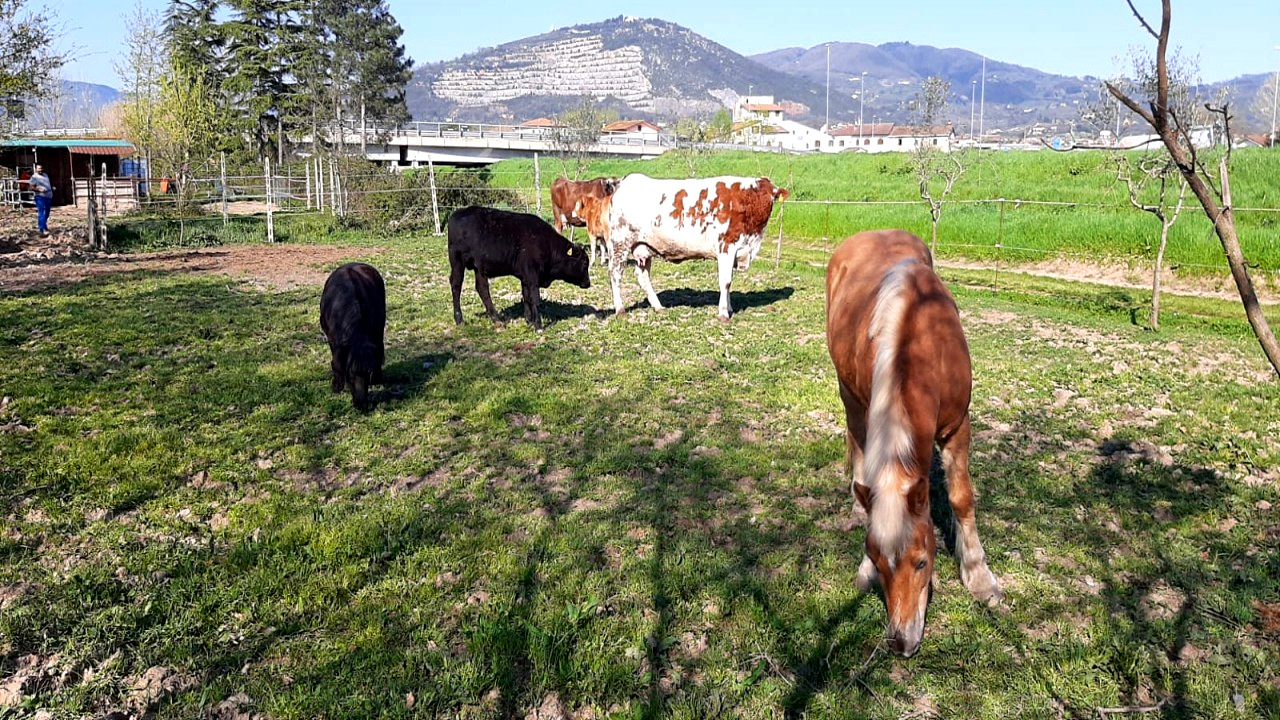 Ferme de vaches Morena