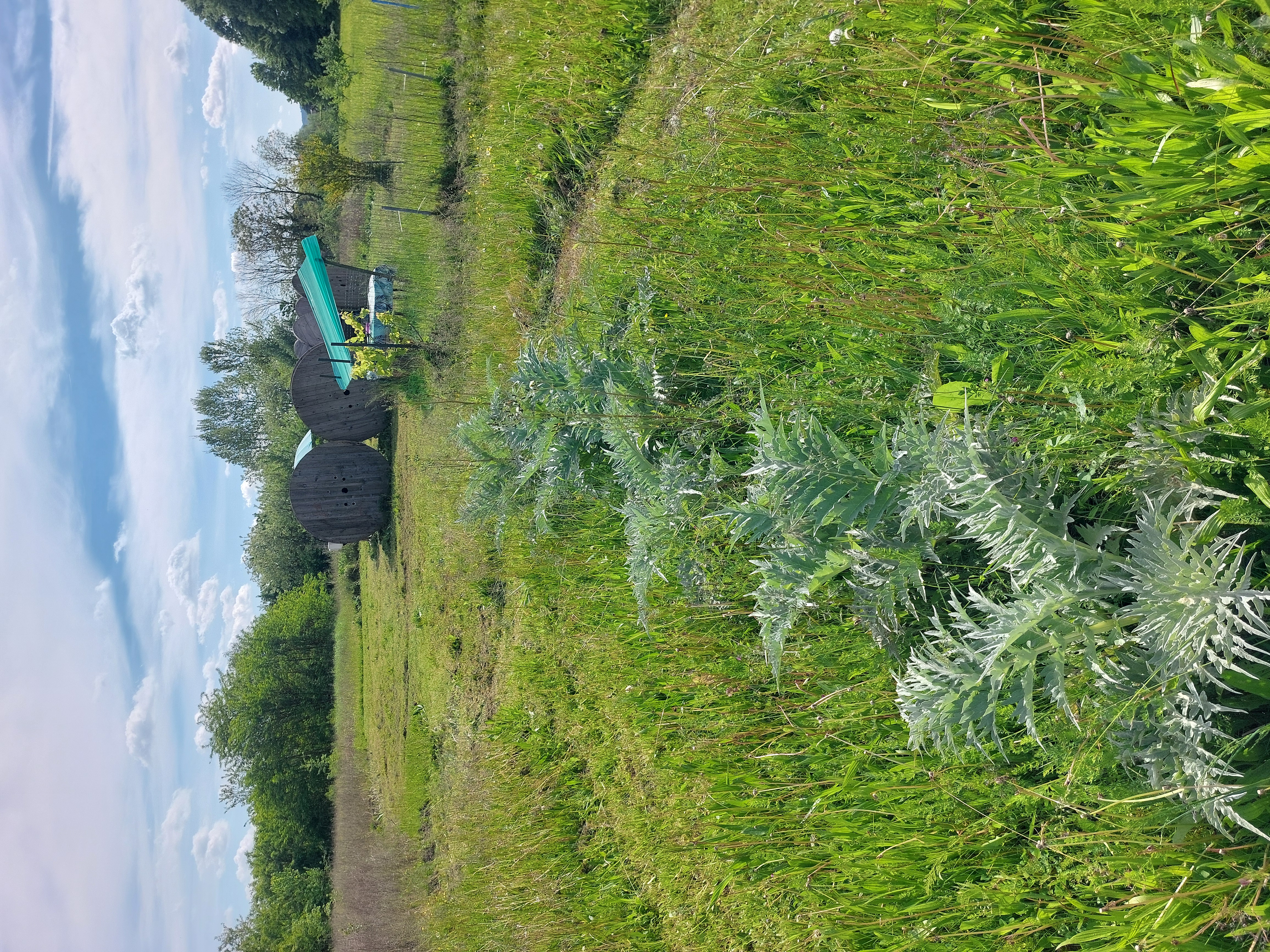Erdbeerfelder