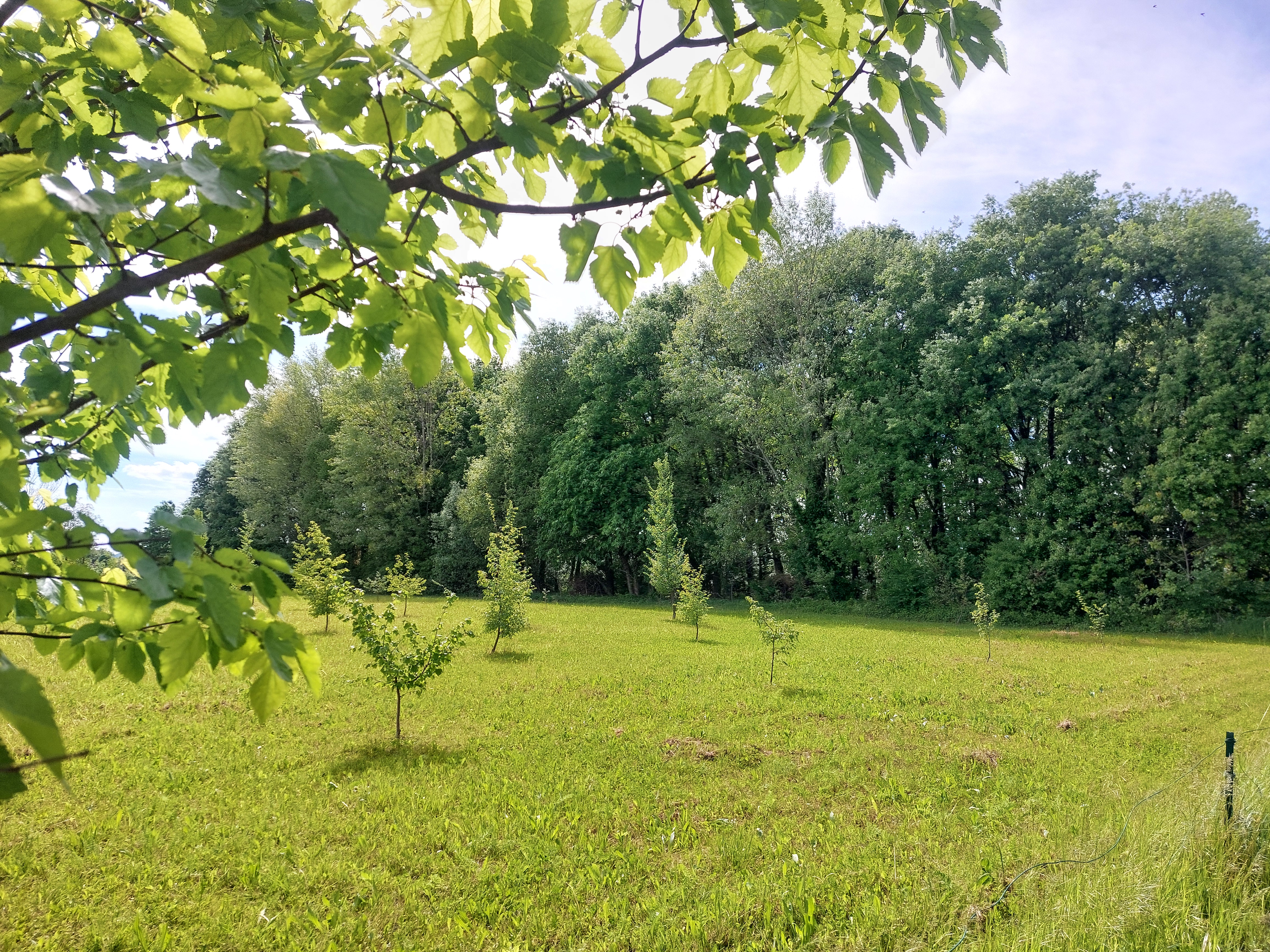 Erdbeerfelder