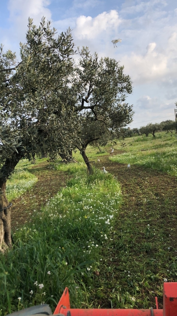 Entouré d'oliviers