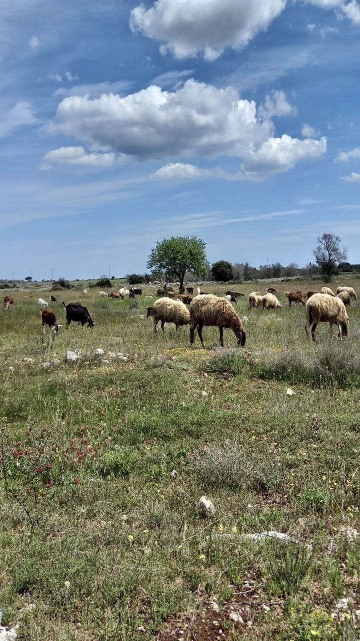 "La Fenice" Agriturismo nel Salento