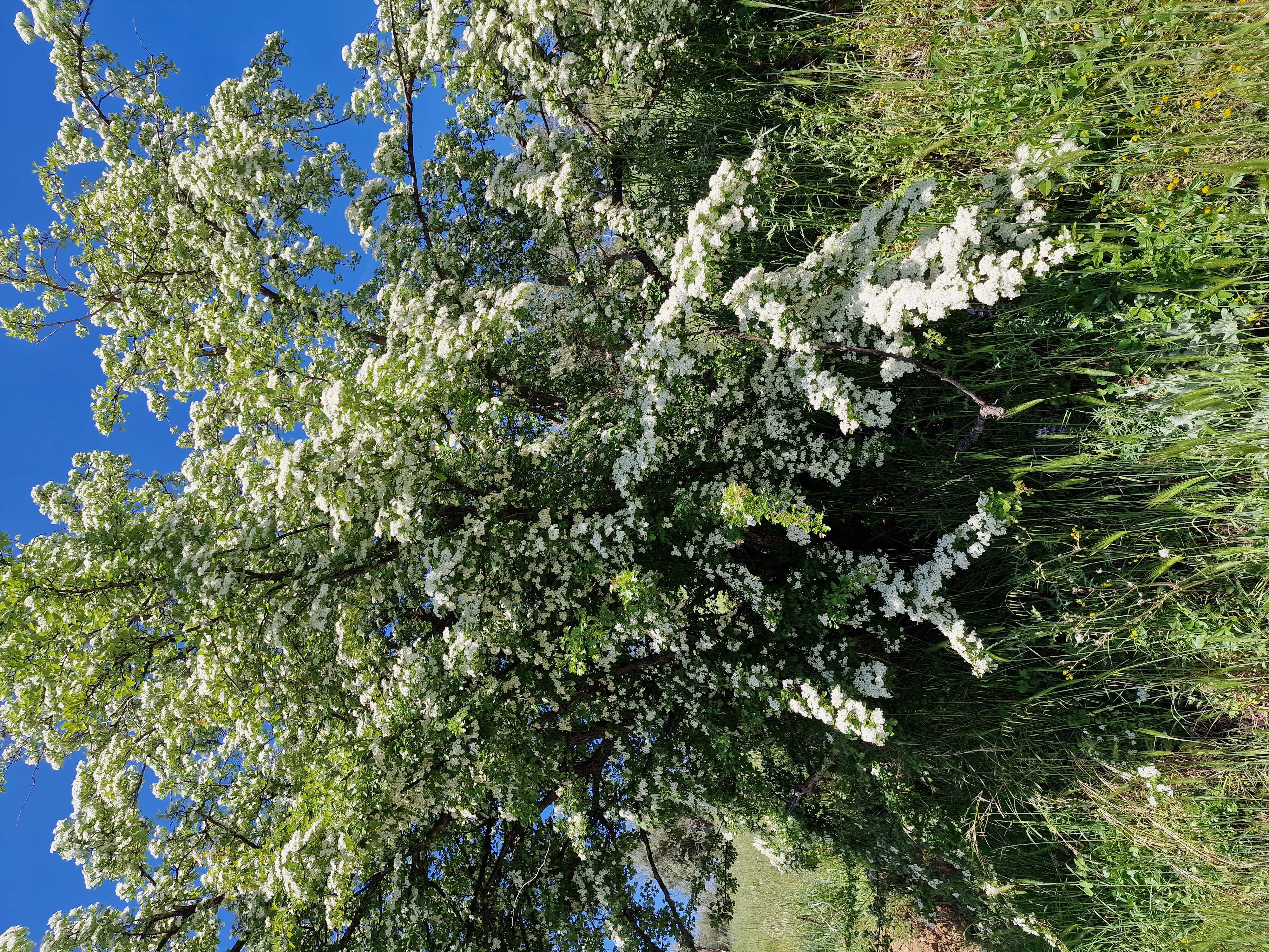 Die Klippen