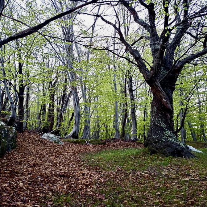 Il bosco del Ca-Jo in provincia di Cuneo