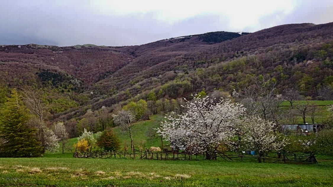 Il bosco del Ca-Jo in provincia di Cuneo