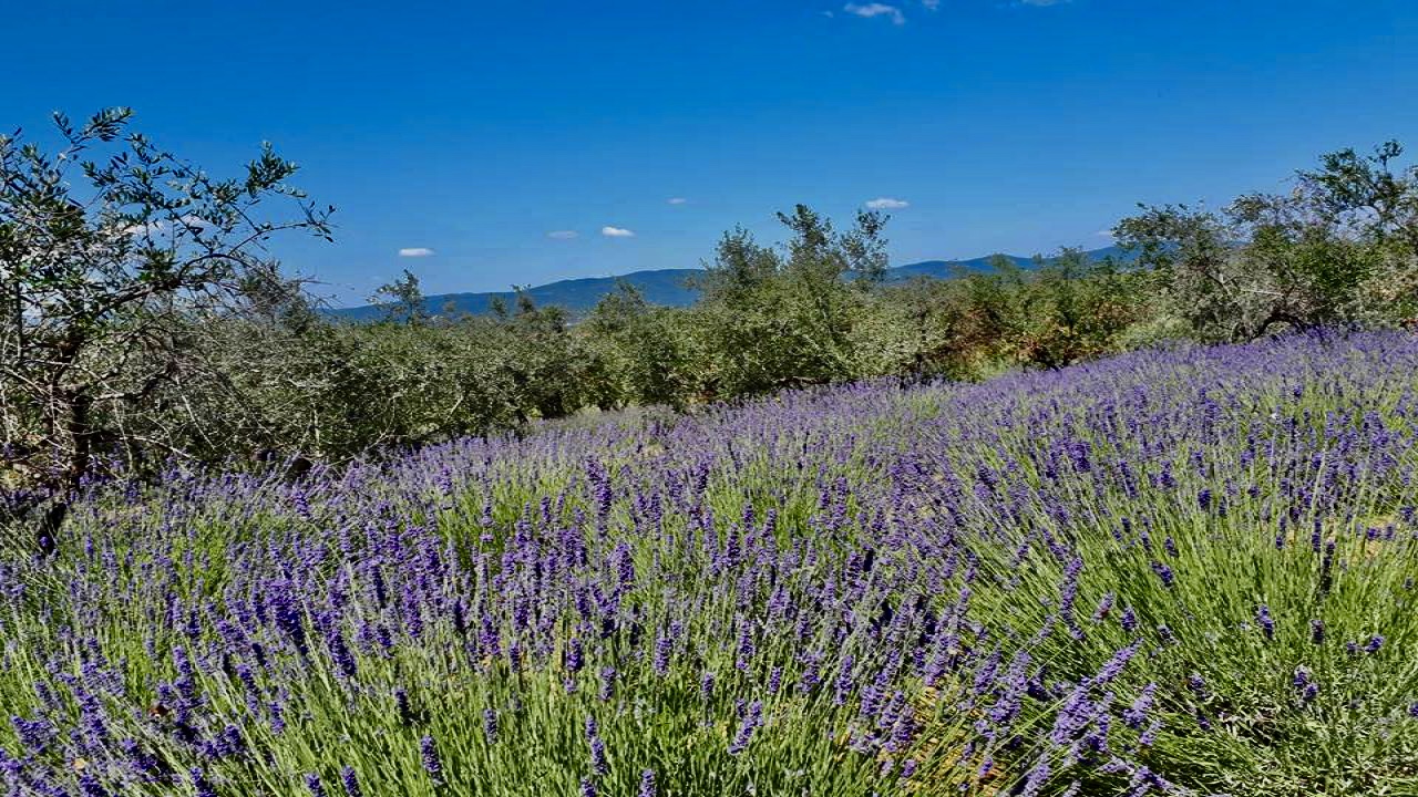 Tramonto toscano in mezzo alla lavanda