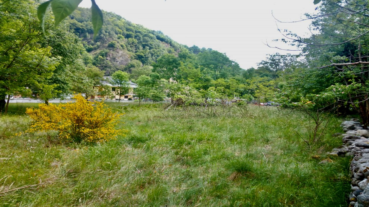 Al Gabbio's lawn