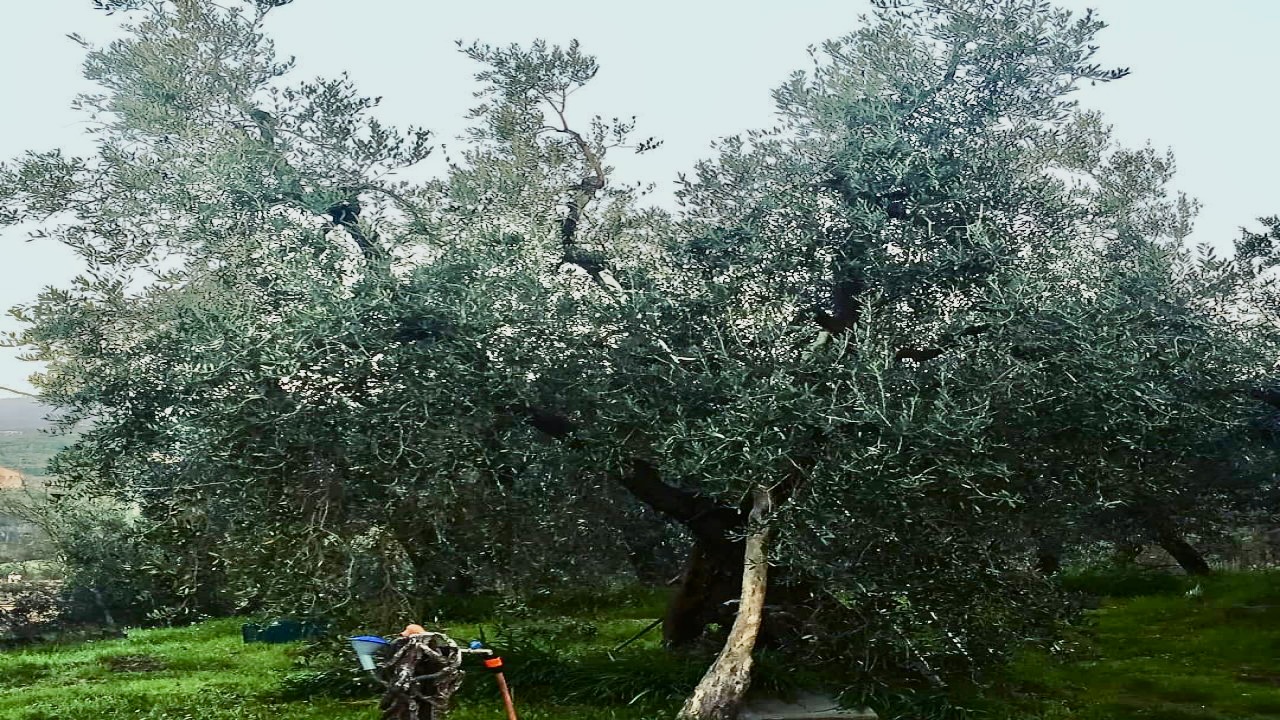 el jardín de los olivos