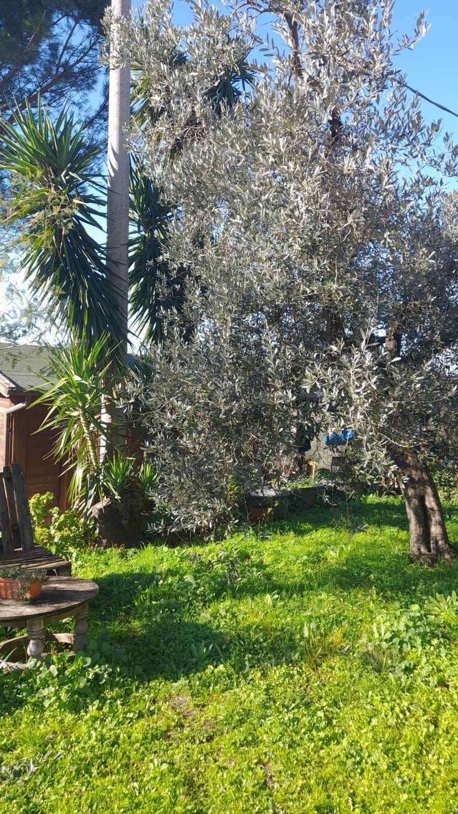 Olives Garden in Pistoia