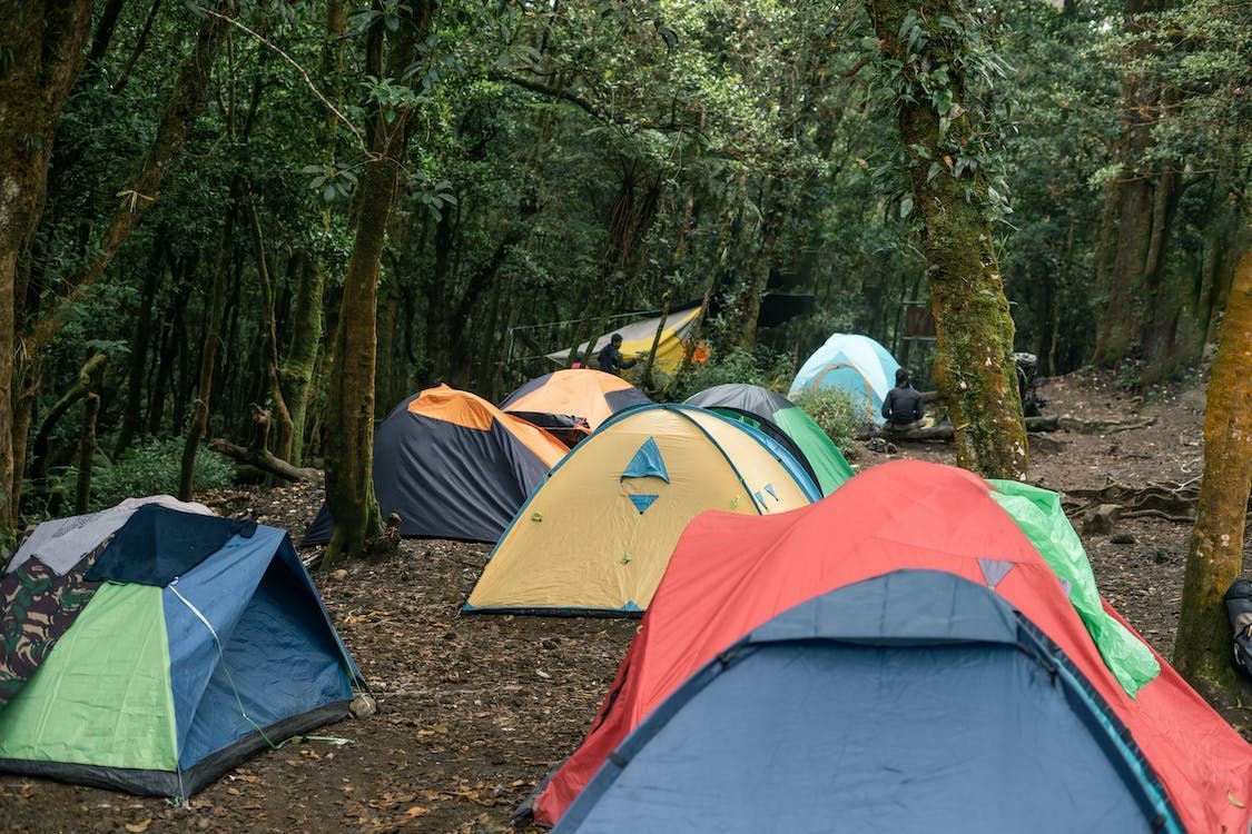 Bosque de pinos con espacio para acampar cerca de la playa