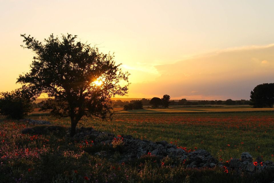 Camping "Immersed in the Puglia countryside" - among olive and cherry trees in Gioia Del Colle