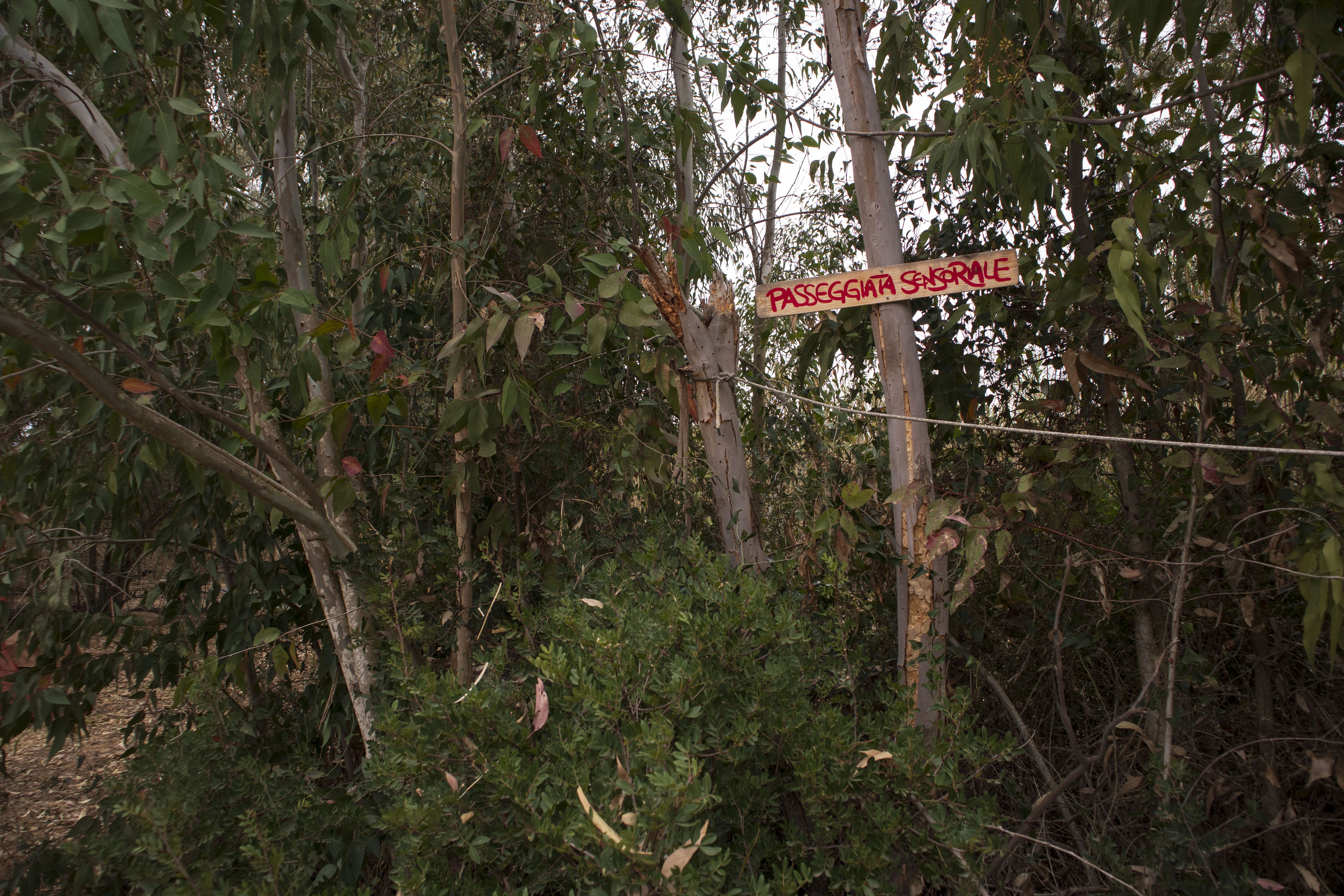 The Oranges' Garden