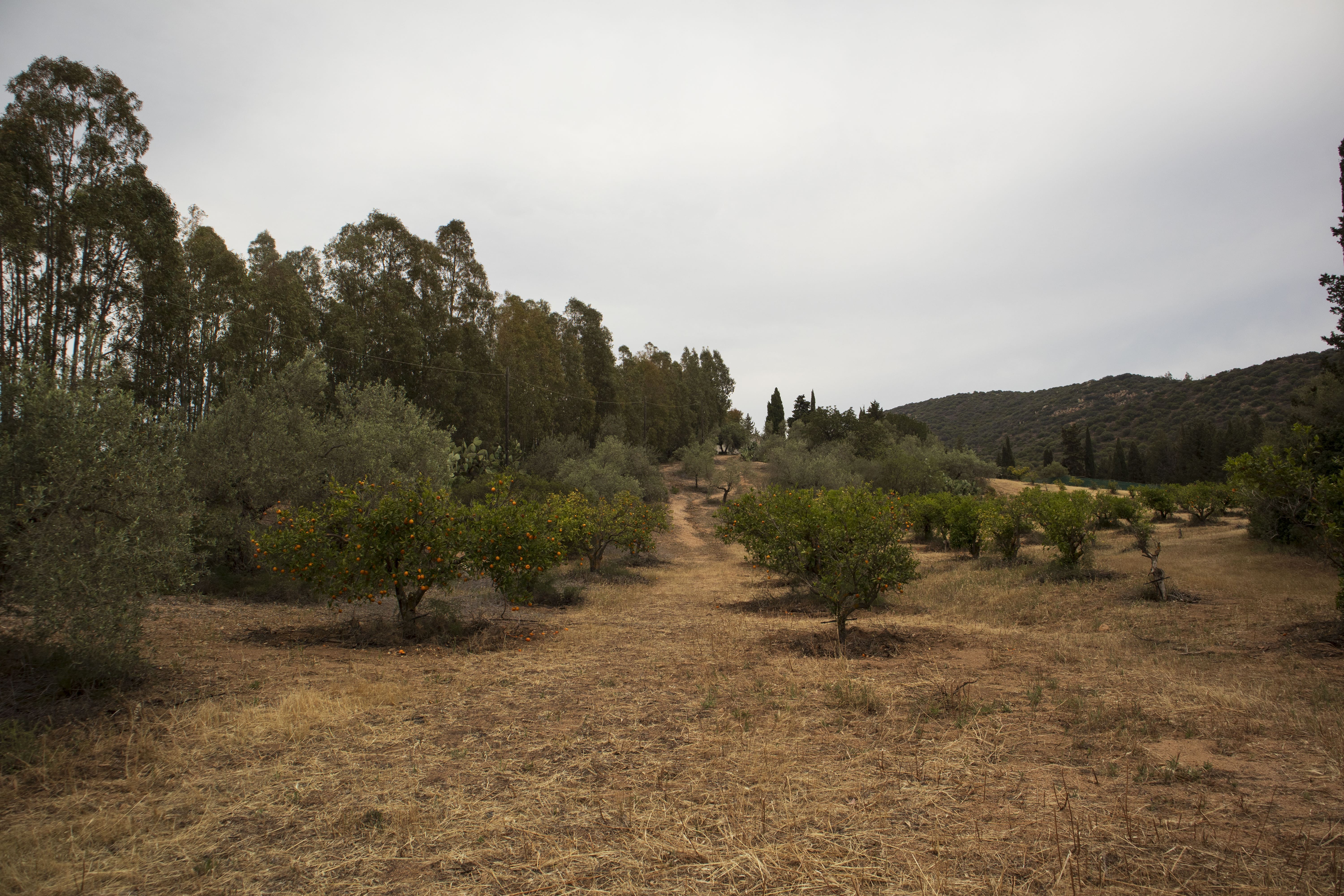 The Oranges' Garden