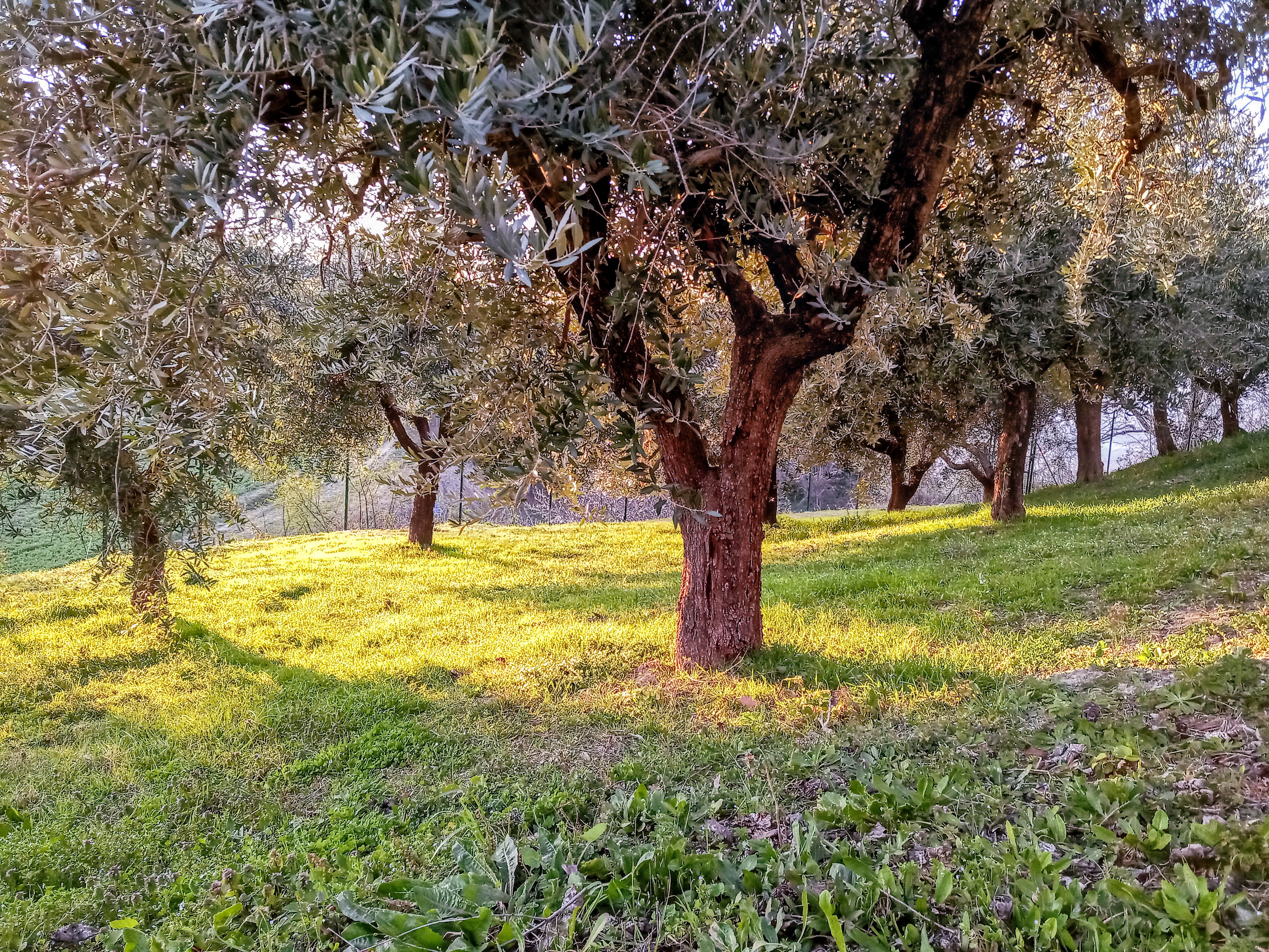 Stellplätze auf der Wiese und/oder im Olivenhain mit Blick auf den Gran Sasso