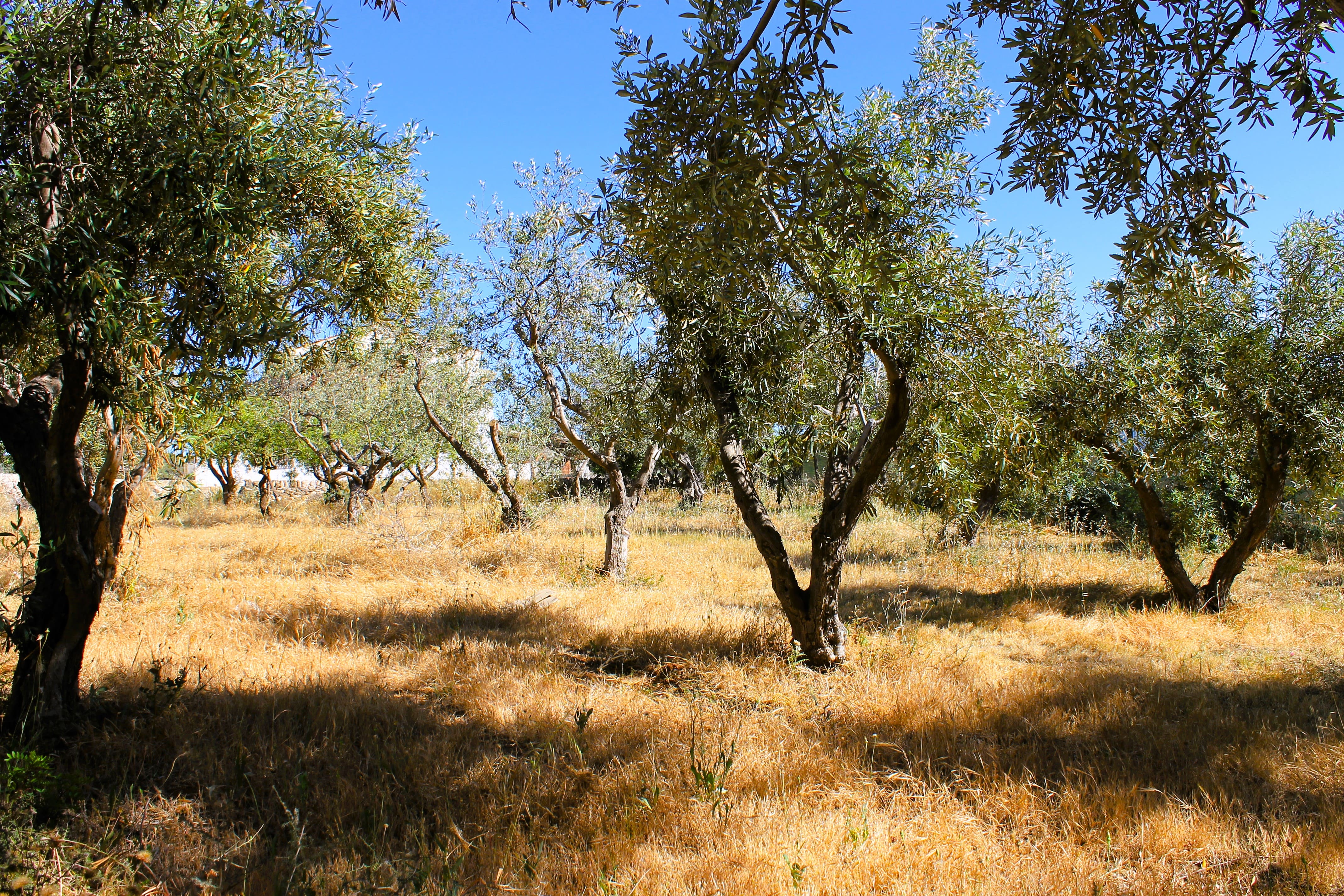 Relax e fuochi di campagna a Kaukana, Santa Croce Camerina
