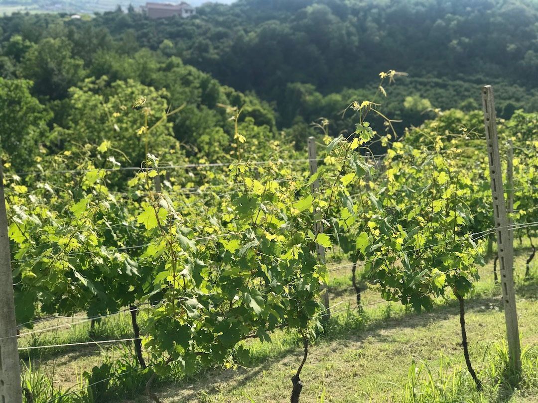 Weinberge, Wälder und Natur im Monferrato