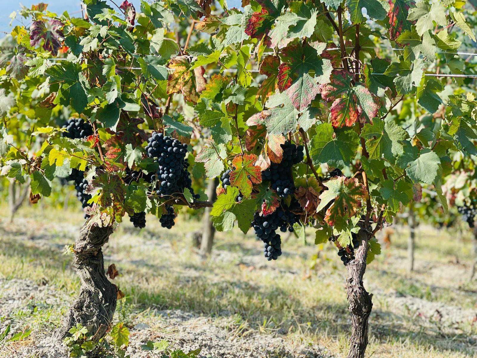 Weinberge, Wälder und Natur im Monferrato