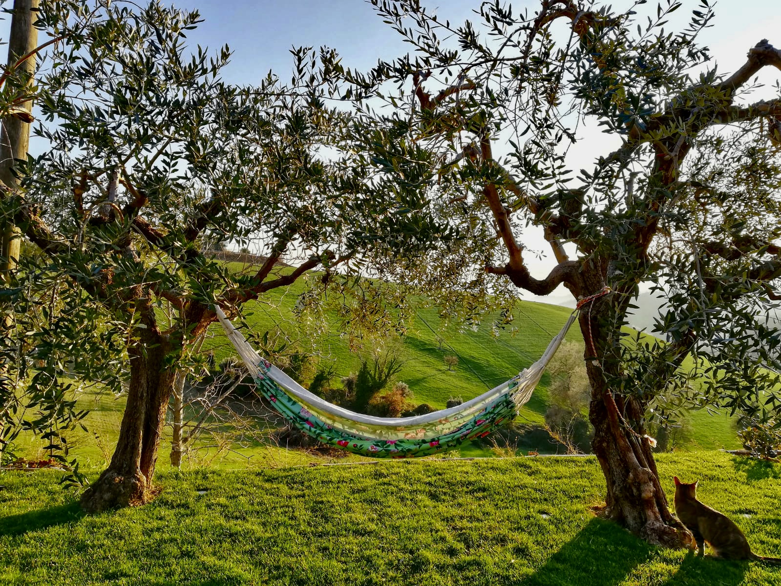Schlafen in einem Zelt unter den Olivenbäumen