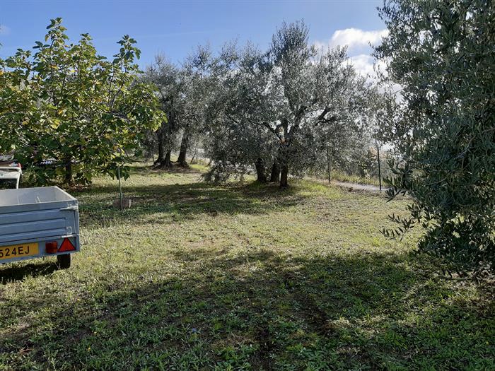 Espace de camping parmi les oliviers séculaires des Abruzzes dans les collines vertes de Pescara avec vue sur la mer et détente à l'Oasis de l'Esprit