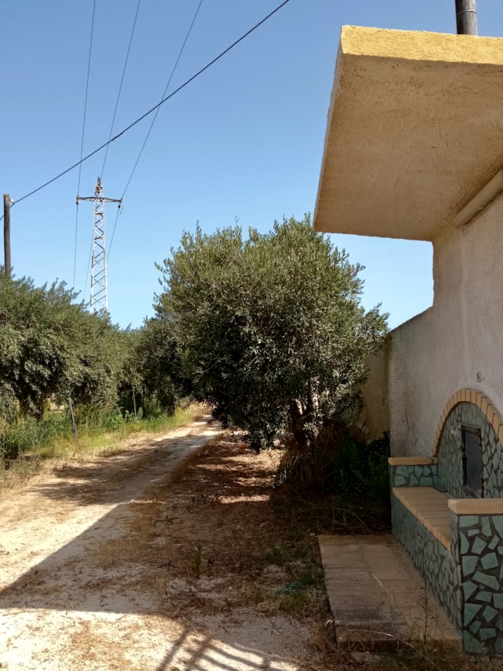 Terreno in campagna siciliana
