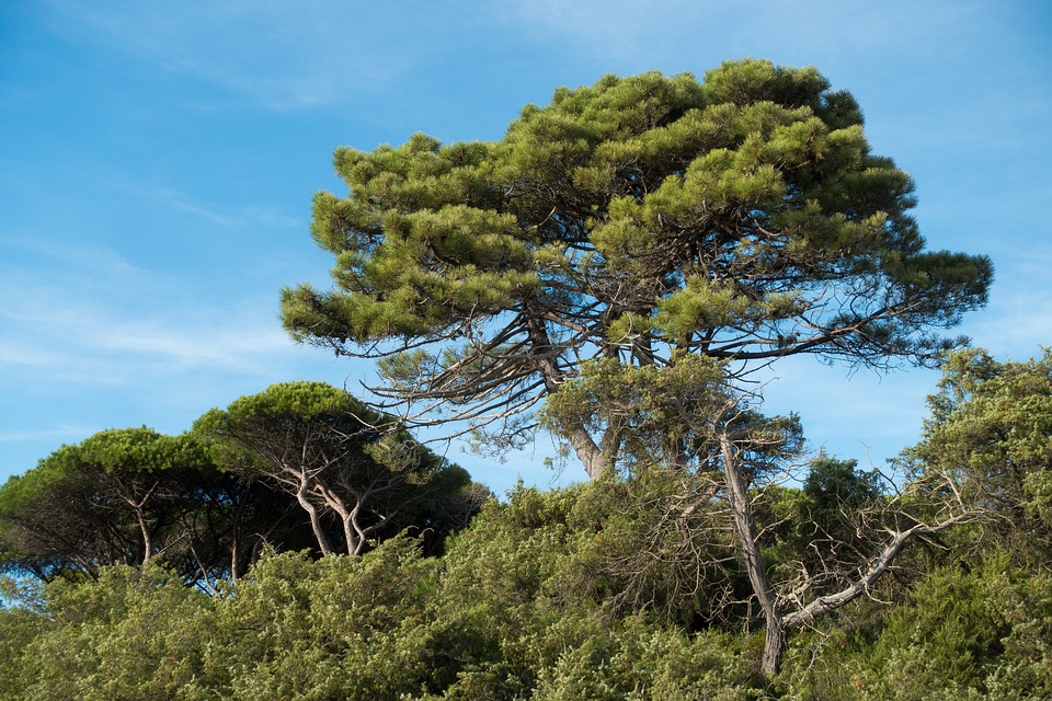 Immergé dans la Maremme