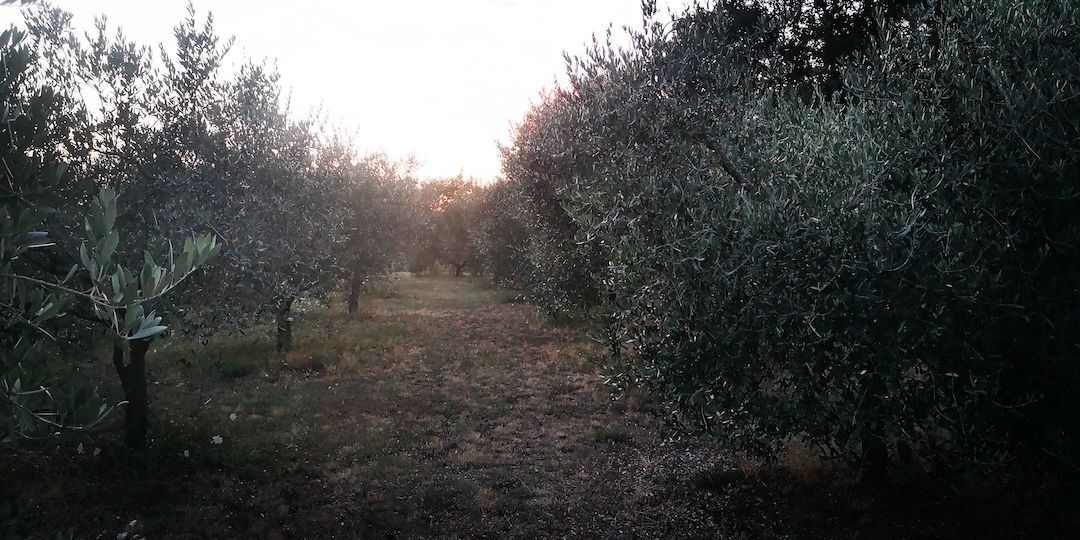 A country refuge among the olive trees: Camping in the suggestive Mugello countryside at the foot of the Apennines