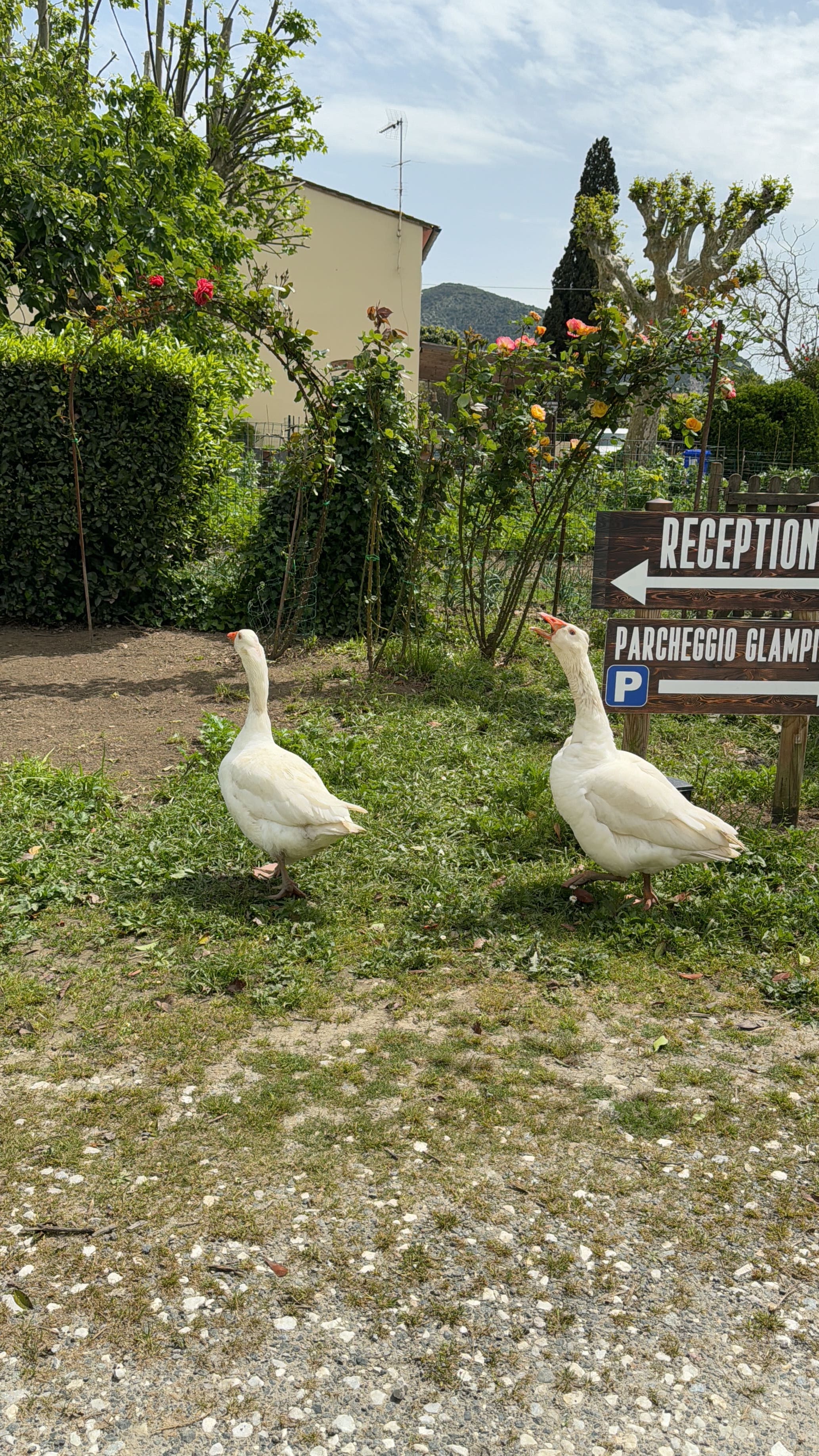 Glamping in Azienda Agricola con Tenda