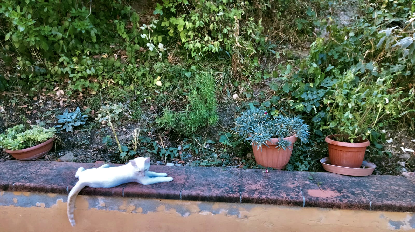 Giardino per tende nelle colline fiorentine