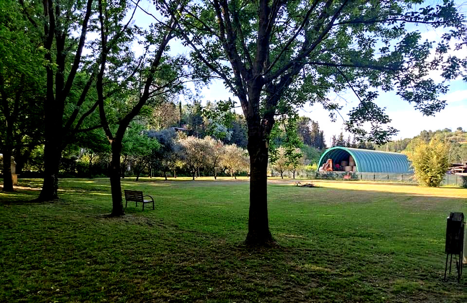 Camping among the holm oaks of Pisa
